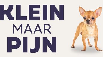 Klein maar pijn: voorlichtingscampagne over minihondjes
